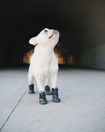 TAKE A LOOK AT THESE FRESH PAWZ BELUGA 544 "YEEZY SNEAKERS" FOR DOGS