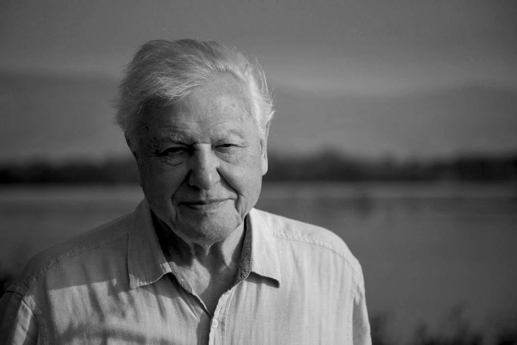 David Attenborough Joins Instagram with a Stark Environmental Warning