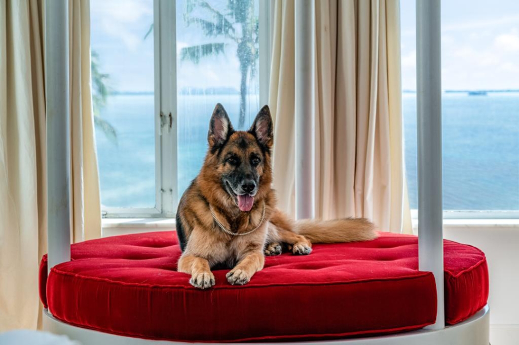 The World's Richest Dog Just Listed his $32 Million Mansion